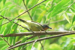 Chalcoparia singalensis