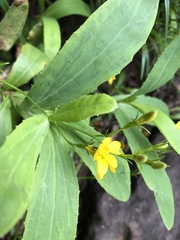 Goodenia decurrens