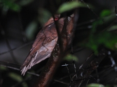 Batrachostomus affinis