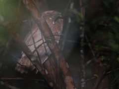 Batrachostomus affinis