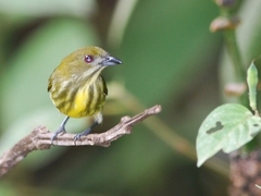 Yellow-Breasted Flowerpecker photo 5
