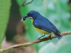 Crimson-Breasted Flowerpecker photo 3