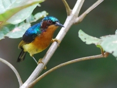 Chalcoparia singalensis