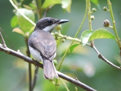 Hemipus hirundinaceus