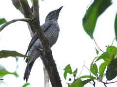 Lalage fimbriata