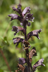 Orobanche owerinii