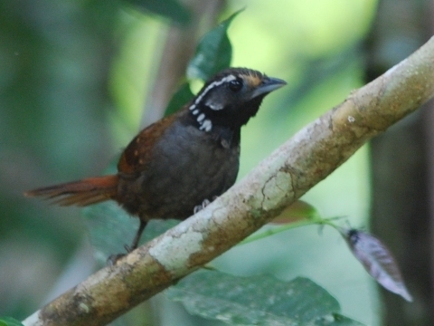 White-necked Babbler photo