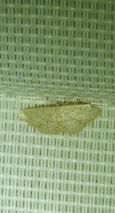 Scopula hypochra