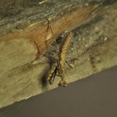Musoniella