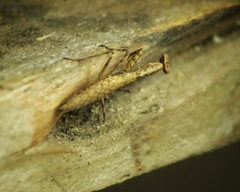 Musoniella