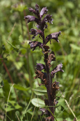 Orobanche owerinii