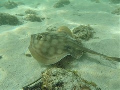 Urobatis concentricus