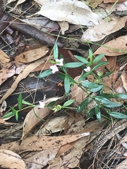 Cyanothamnus polygalifolius