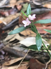 Cyanothamnus polygalifolius
