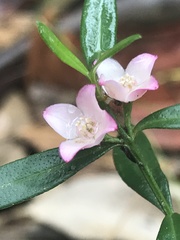 Cyanothamnus polygalifolius