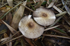 Agaricus rufoaurantiacus