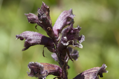 Orobanche owerinii