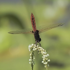 Urothemis aliena