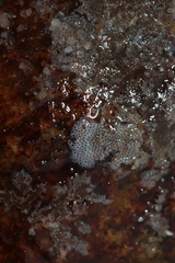 Cryptosula pallasiana