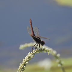 Urothemis aliena