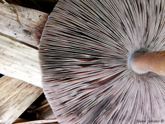 Agaricus rufoaurantiacus