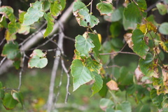 Betula platyphylla