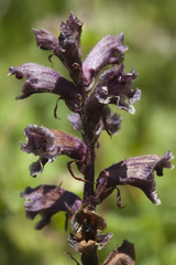 Orobanche owerinii