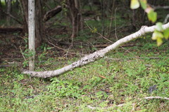 Betula platyphylla