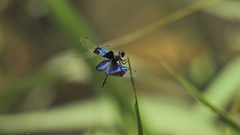 Rhyothemis resplendens