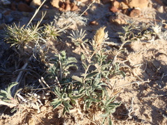 Xanthisma grindelioides