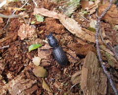 Mecodema sculpturatum