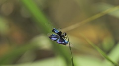 Rhyothemis resplendens