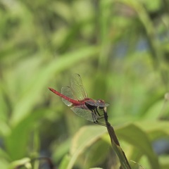 Urothemis aliena