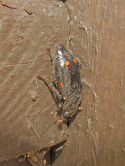 Nicrophorus pustulatus