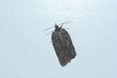 Acleris maximana