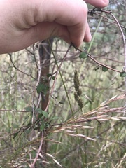 Plagianthus regius regius