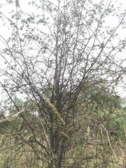 Plagianthus regius regius