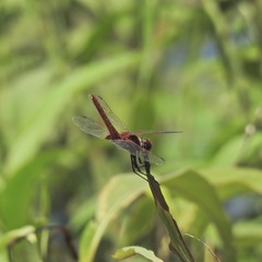 Urothemis aliena