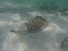 Urobatis concentricus