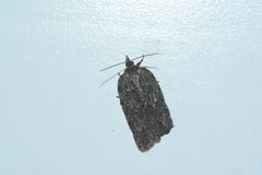 Acleris maximana