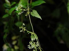 Schizopepon bryoniifolius