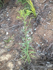 Senecio diaschides