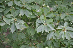 Clethra barbinervis