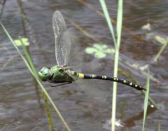 Anax tristis