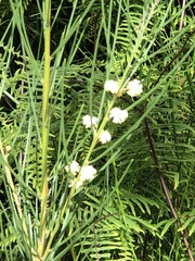 Acacia ptychoclada