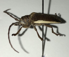 Rhytiphora decipiens