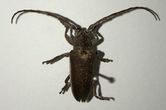 Rhytiphora decipiens