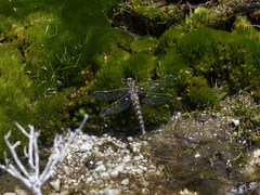 Archipetalia auriculata