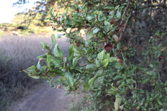 Ceanothus thyrsiflorus griseus
