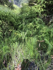 Acacia ptychoclada